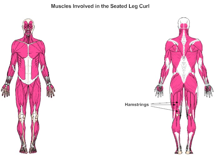 Muscles Involved in the Seated Leg Curl